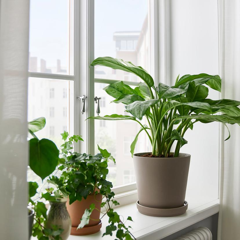 AGLAONEMA — Комнатное растение , 17 см