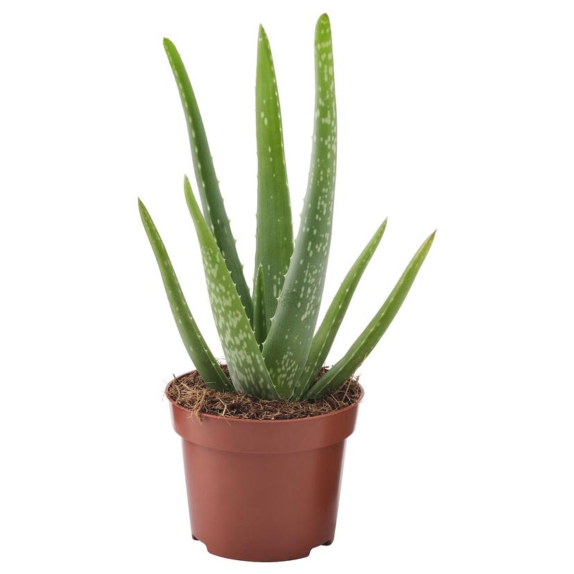 ALOE VERA — растение в горшке, Алоэ, 12 см