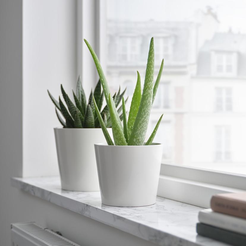ALOE VERA — растение в горшке, Алоэ, 12 см