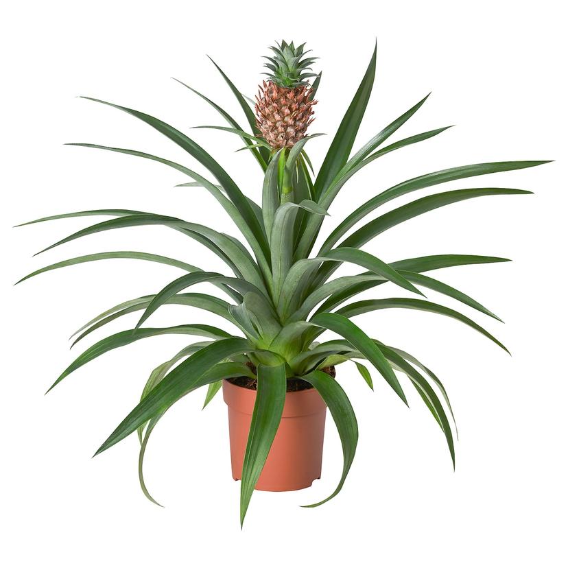 ANANAS — растение в горшке, Ананас, 12 см