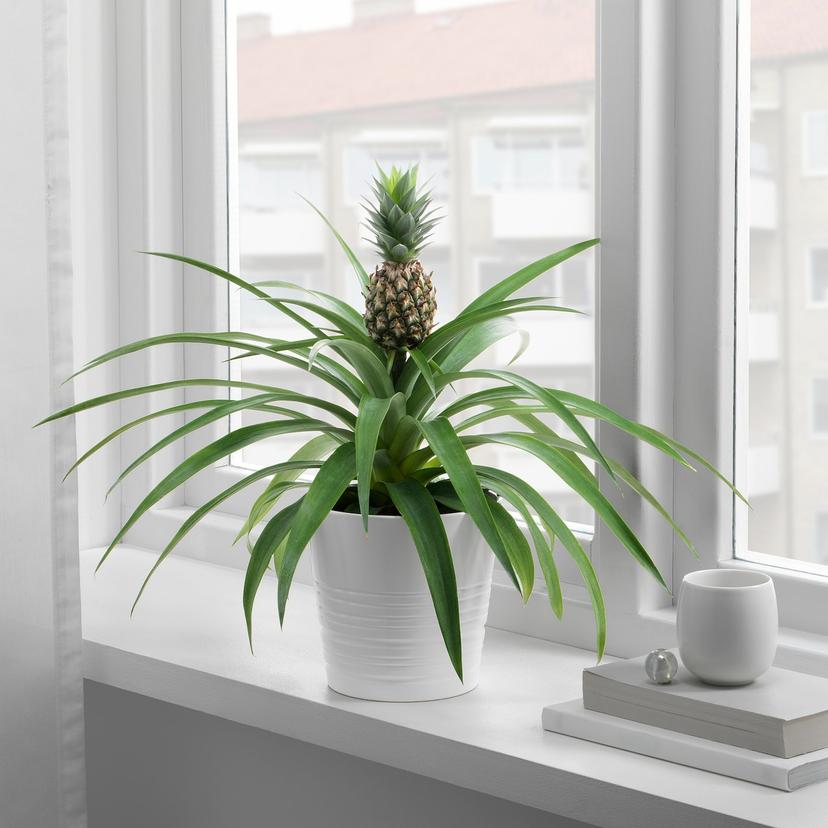 ANANAS — растение в горшке, Ананас, 12 см