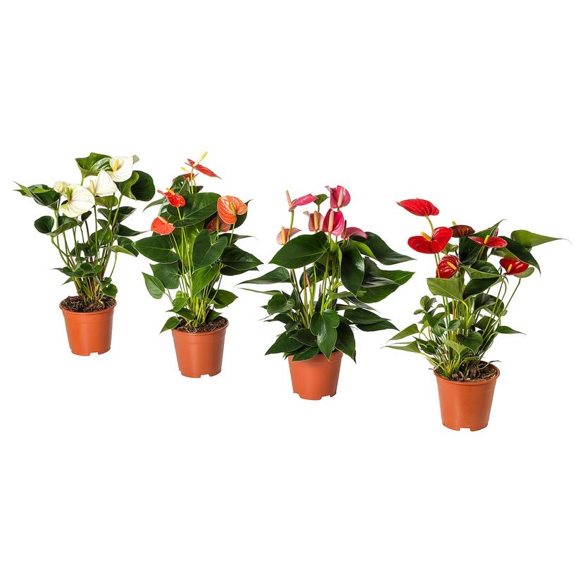 ANTHURIUM — растение в горшке, Антуриум, 12 см