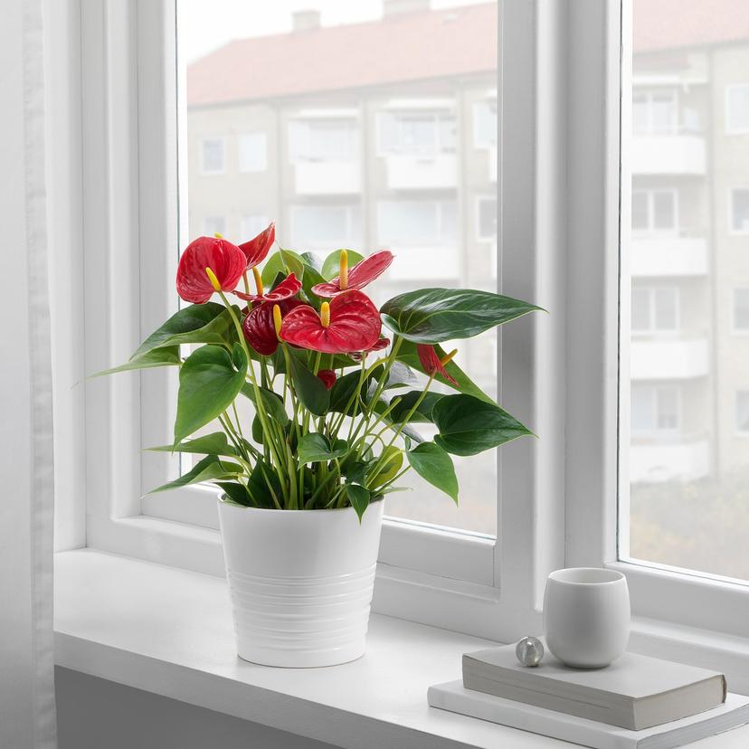ANTHURIUM — растение в горшке, Антуриум, 12 см