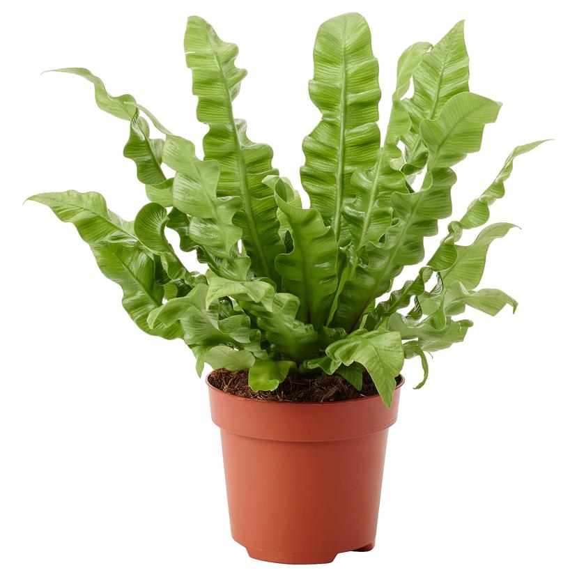 ASPLENIUM 'CRISPY WAVE' — Комнатное растение , 12 см