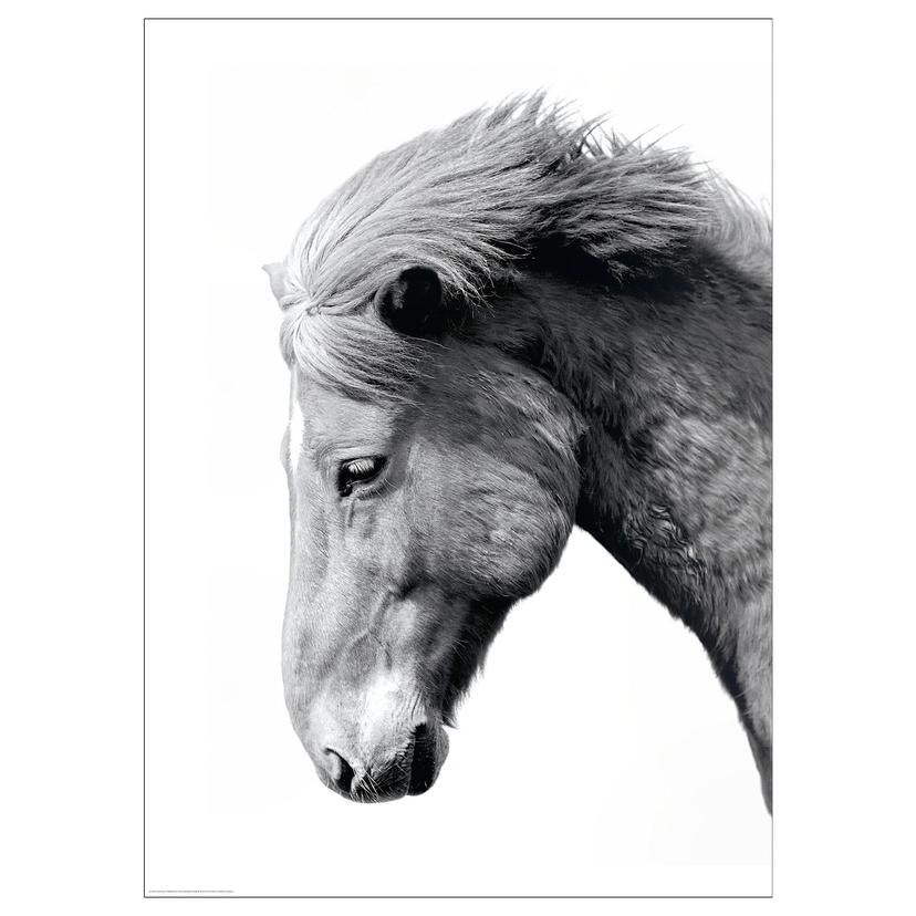 BILD — Картина, 50x70 см