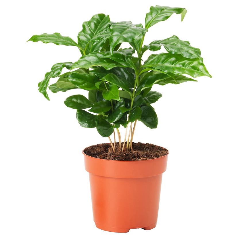 COFFEA ARABICA — растение в горшке, кофе Арабика, 9 см