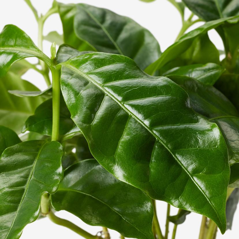 COFFEA ARABICA — растение в горшке, кофе Арабика, 9 см