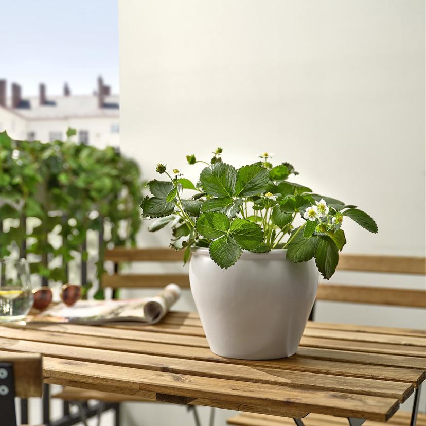 FRAGARIA — растение в горшке, клубника, 14 см