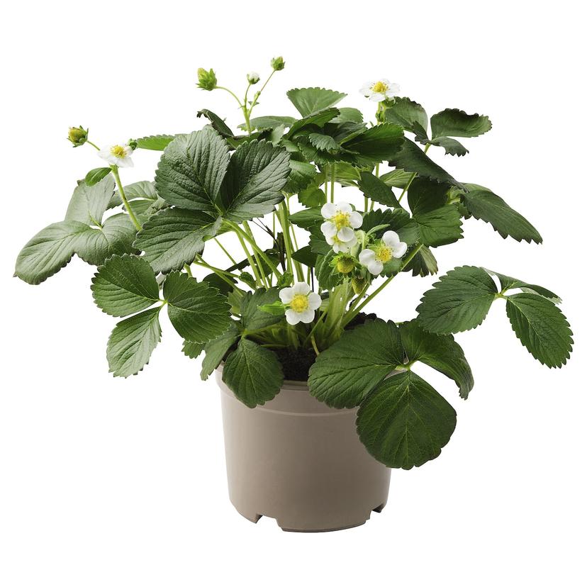 FRAGARIA — растение в горшке, клубника, 14 см