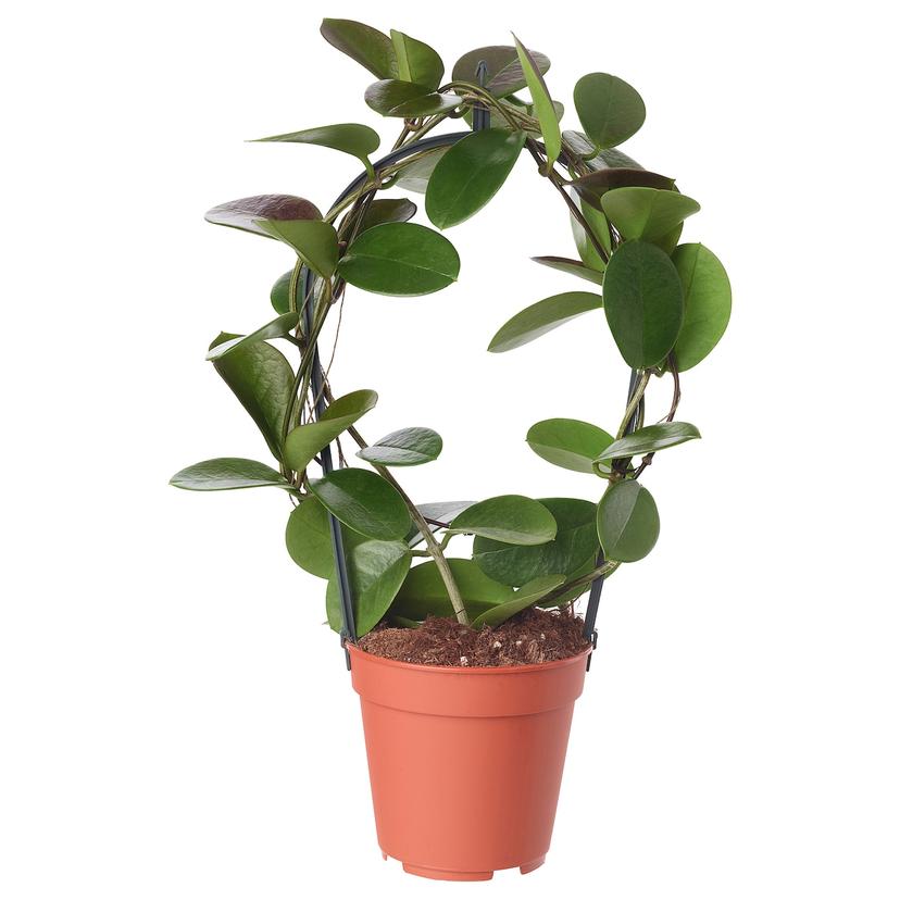 HOYA — Комнатное растение , 12 см