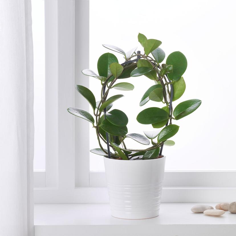 HOYA — Комнатное растение , 12 см