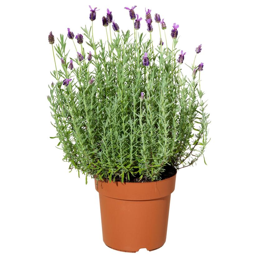 LAVANDULA — растение в горшке, лаванда, 15 см