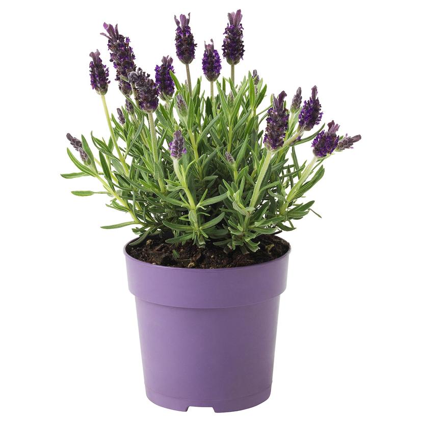 LAVANDULA — Комнатное растение , 12 см