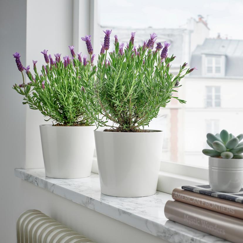 LAVANDULA — растение в горшке, лаванда, 15 см
