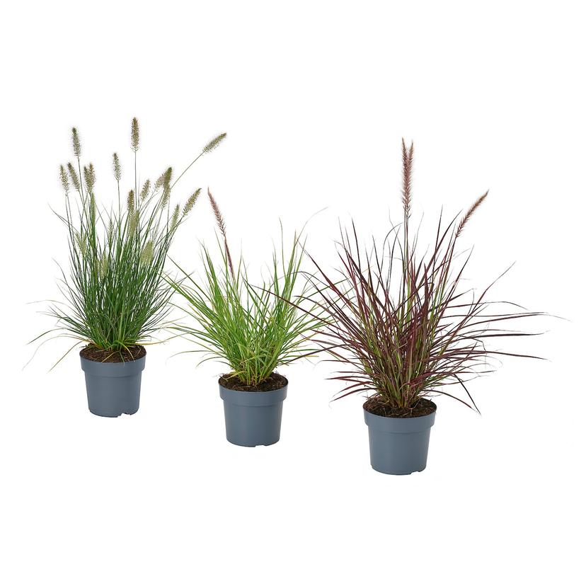 PENNISETUM — Комнатное растение , 17 см