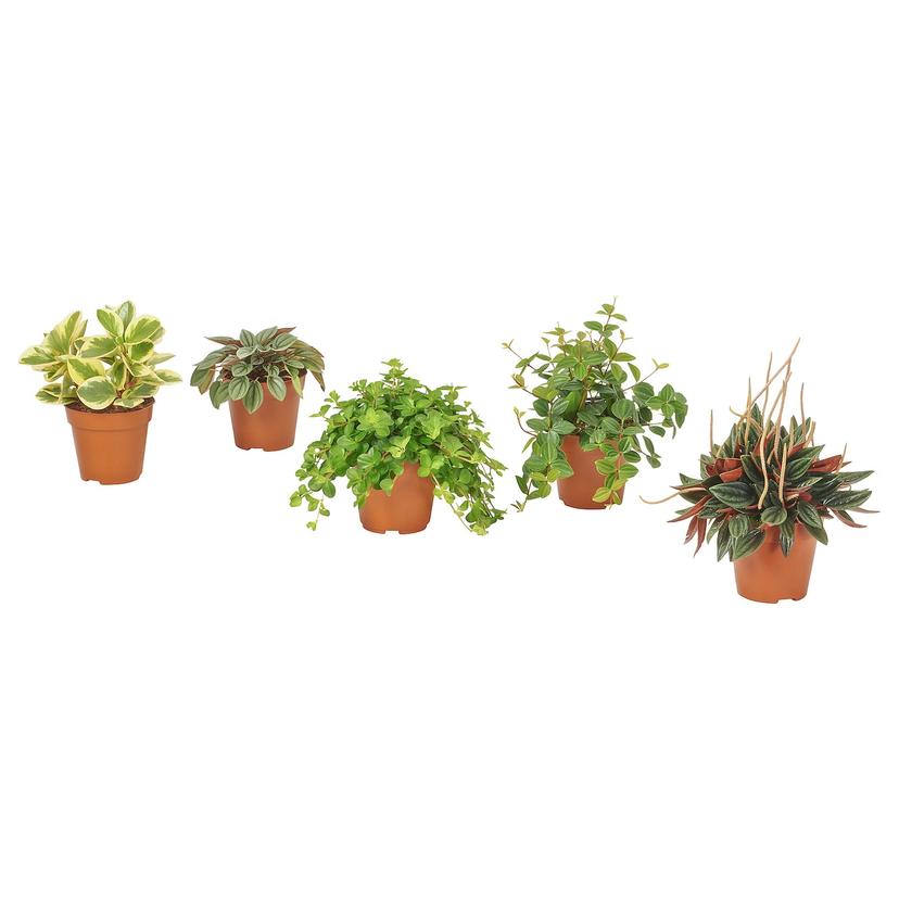 PEPEROMIA — растение в горшке, различные растения, 12 см