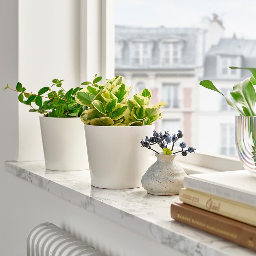 PEPEROMIA — растение в горшке, различные растения, 12 см