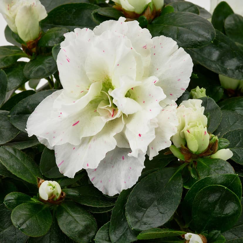 RHODODENDRON — Roślina doniczkowa, Azalia, 