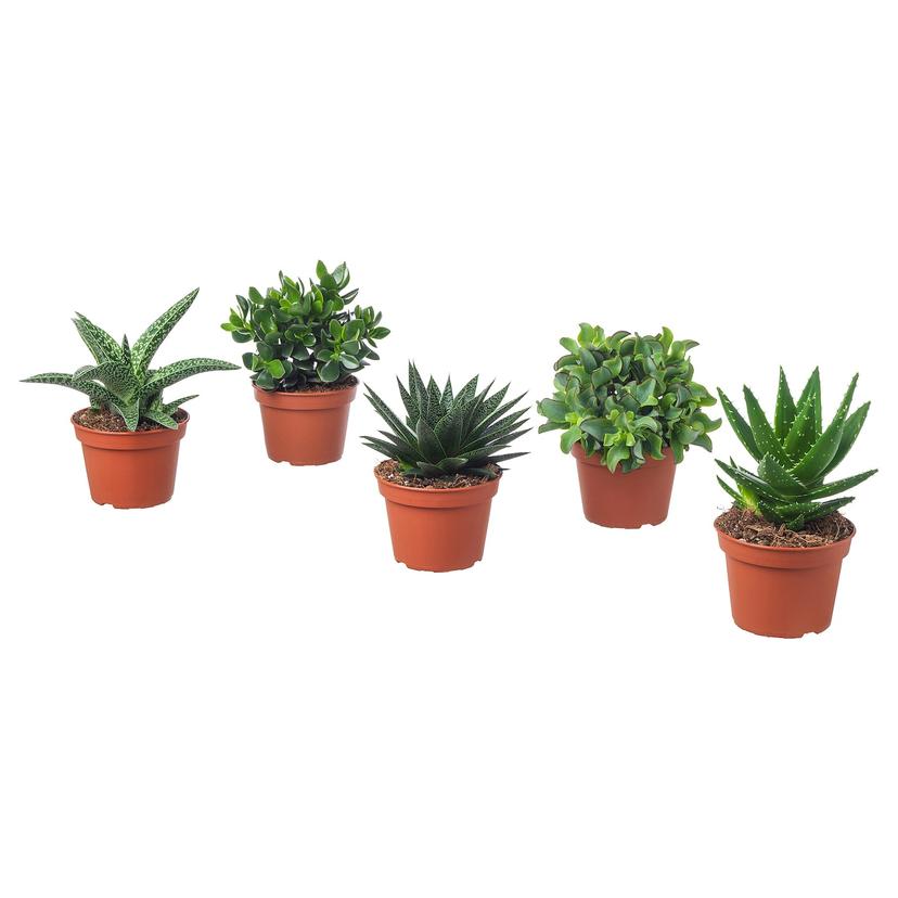 SUCCULENT — растение в горшке, различные растения, 15 см
