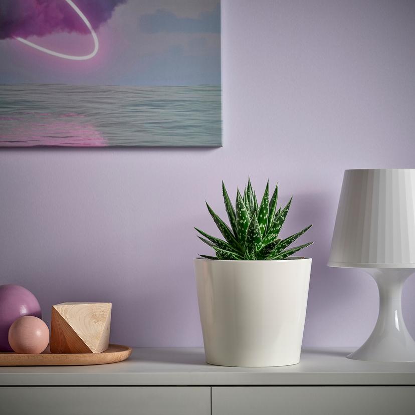 SUCCULENT — растение в горшке, различные растения, 15 см