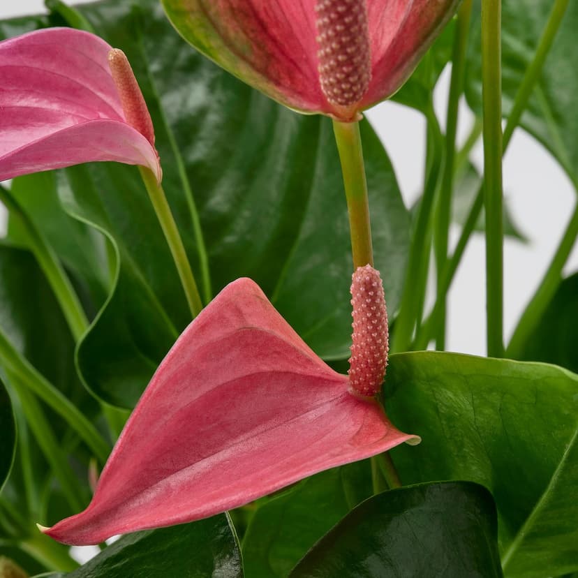 ANTHURIUM — Roślina doniczkowa, Anturium różne kolory,