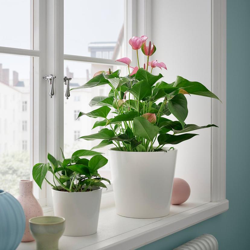 ANTHURIUM — Комнатное растение , 17 см