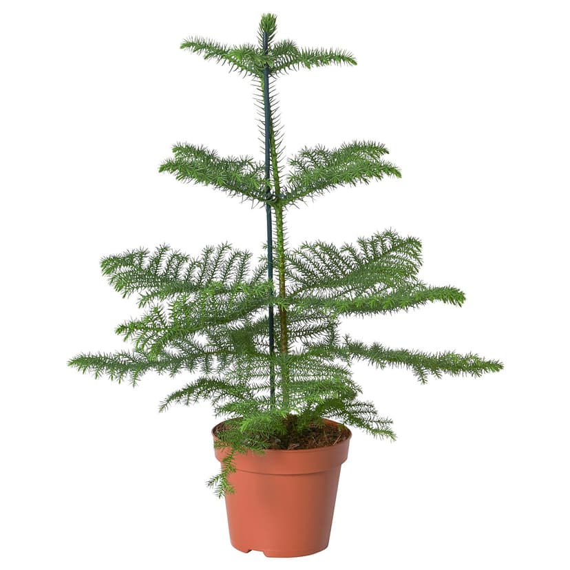 ARAUCARIA — Roślina doniczkowa, sosna Norfolk,