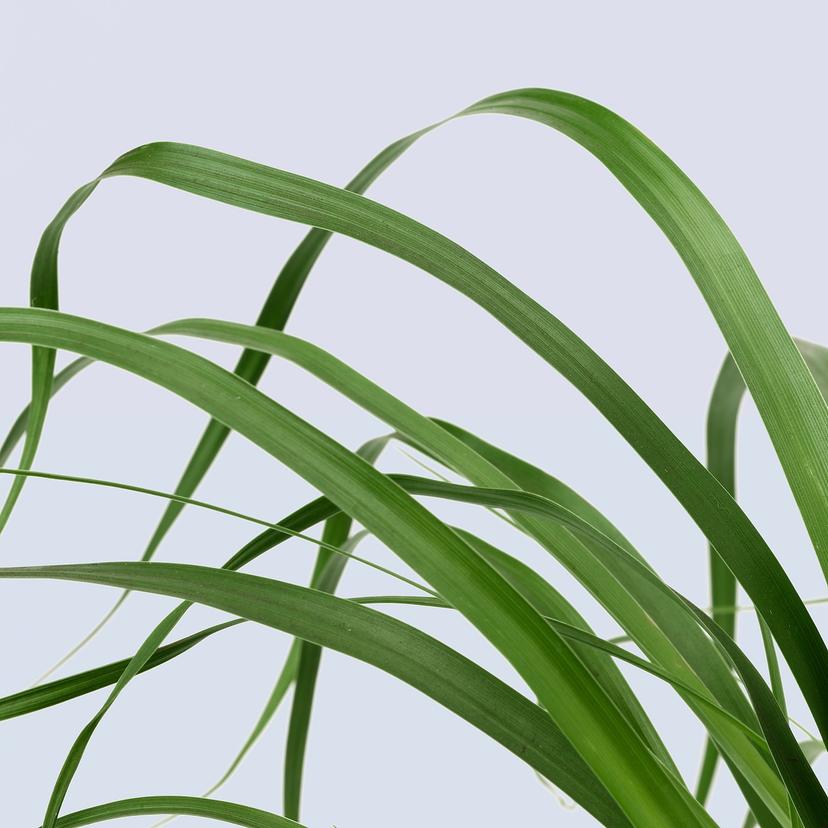 BEAUCARNEA RECURVATA — растение в горшке, Бокарнея, 24 см