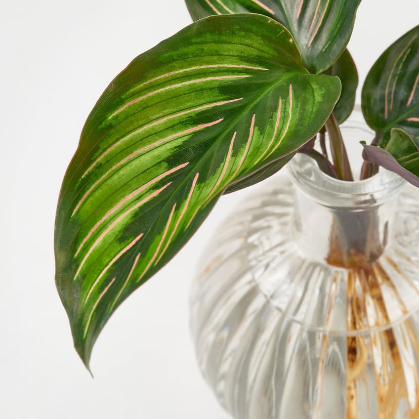 BLADVERK — Roślina w wazonie, Hydroponiczna,