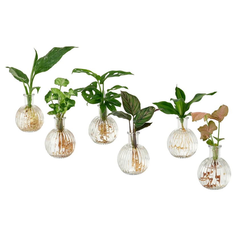 BLADVERK — Roślina w wazonie, Hydroponiczna,