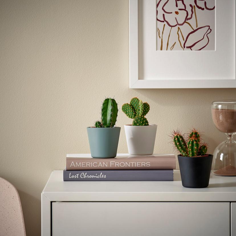 CACTACEAE — комнтн раст в горшке, 6 см 3 pack