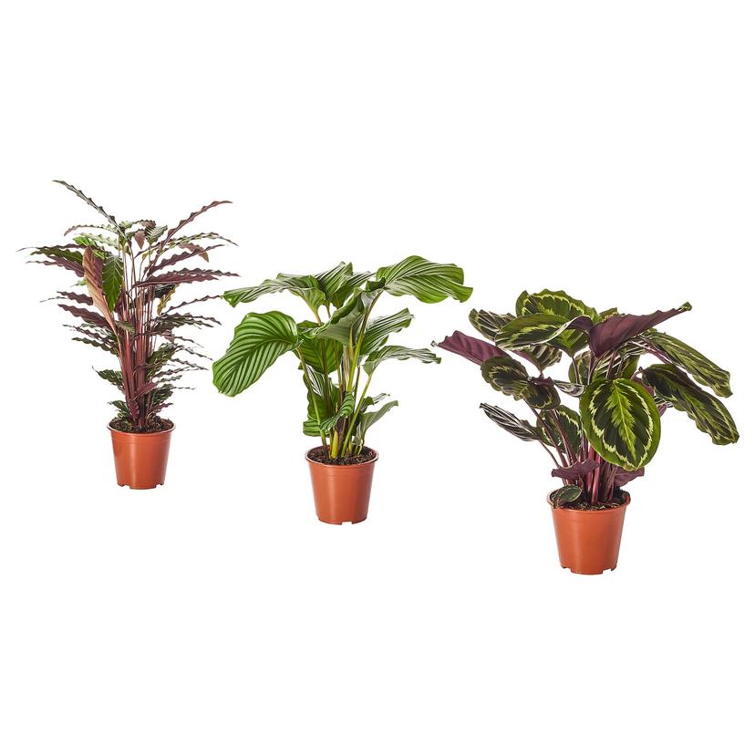 CALATHEA — растение в горшке, Калатея/различные растения, 19 см