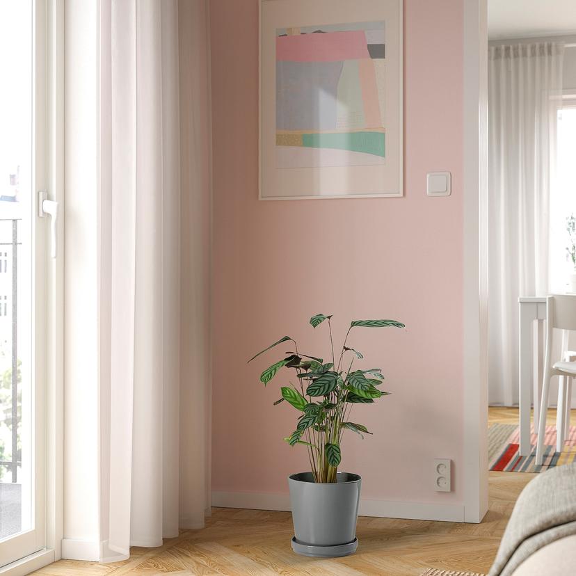 CALATHEA — растение в горшке, Калатея/различные растения, 19 см