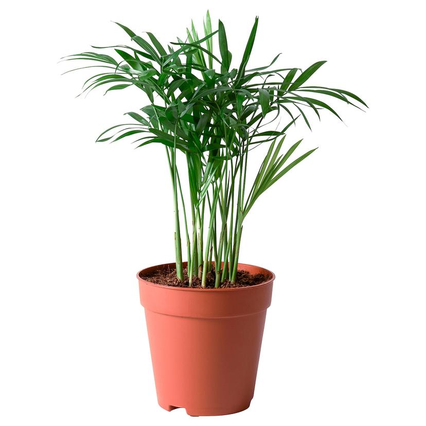 CHAMAEDOREA ELEGANS — растение в горшке, Хамедорея изящная, 9 см