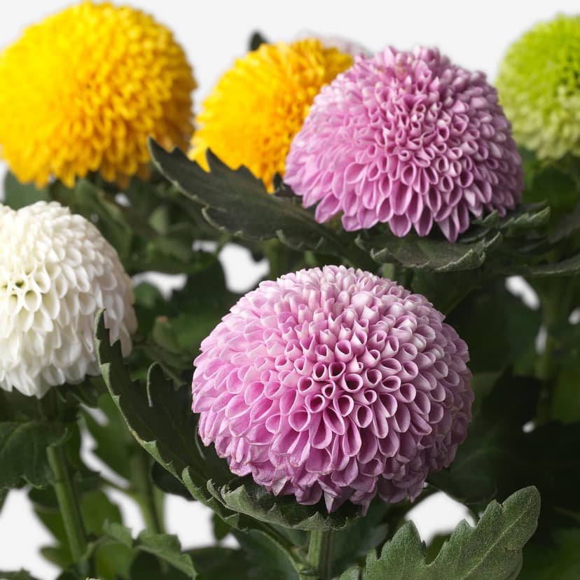 CHRYSANTHEMUM — Roślina doniczkowa, Chryzantemy,