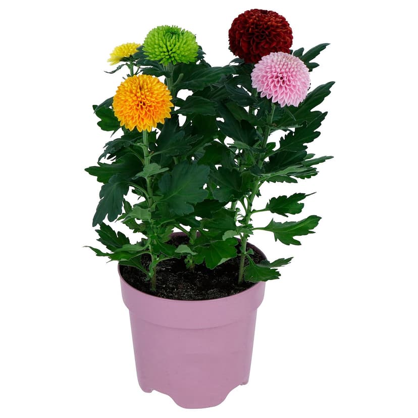 CHRYSANTHEMUM — Roślina doniczkowa, Chryzantemy,