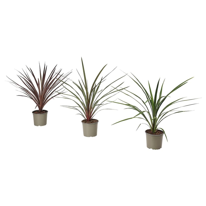 CORDYLINE INDIVISA — Roślina doniczkowa, Drzewo kapuściane różne kolory,