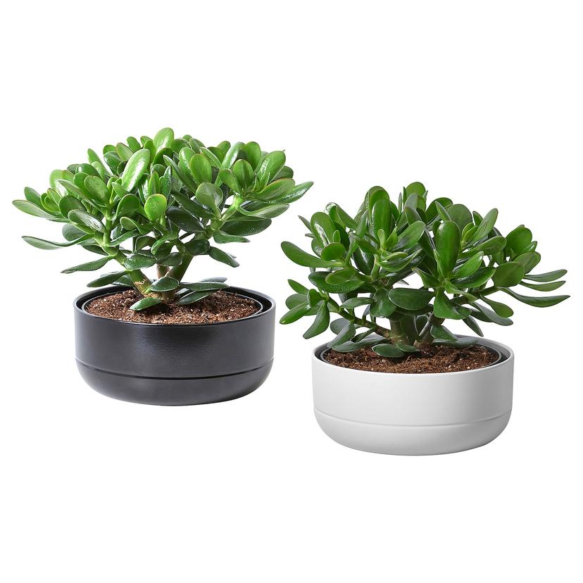 CRASSULA OVATA — комнтн раст в горшке, Толстянка, 22 см