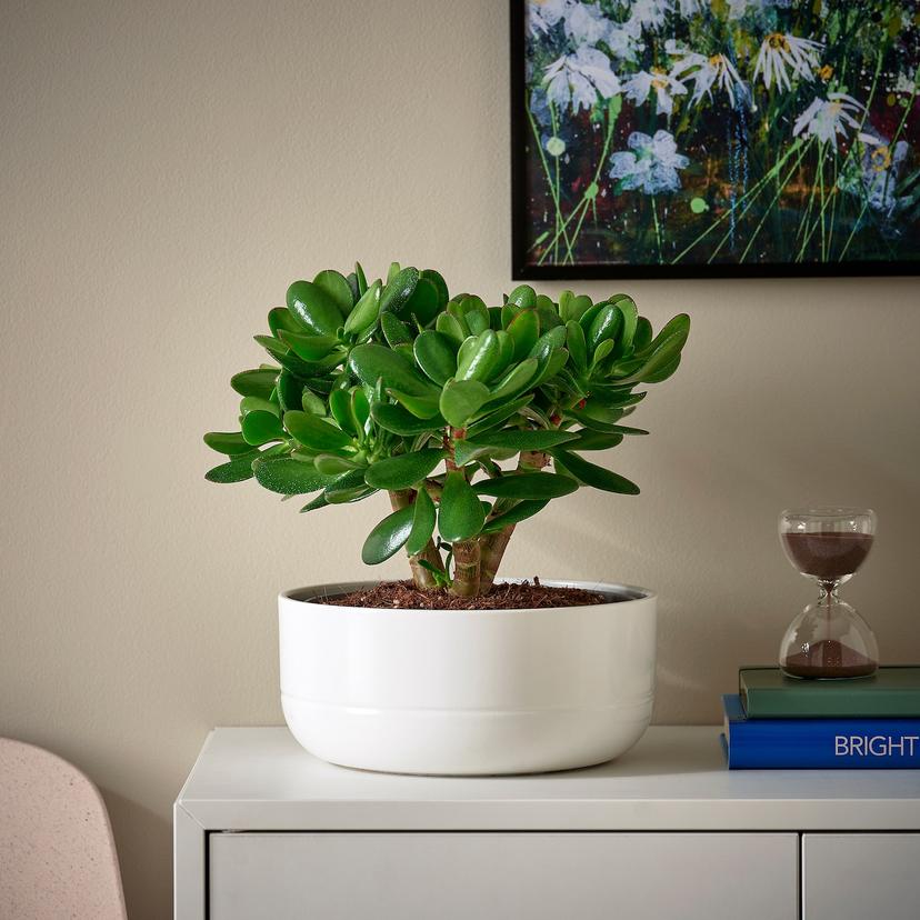 CRASSULA OVATA — комнтн раст в горшке, Толстянка, 22 см