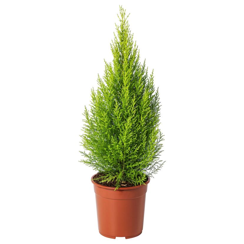 CUPRESSUS MACROCARPA — растение в горшке
