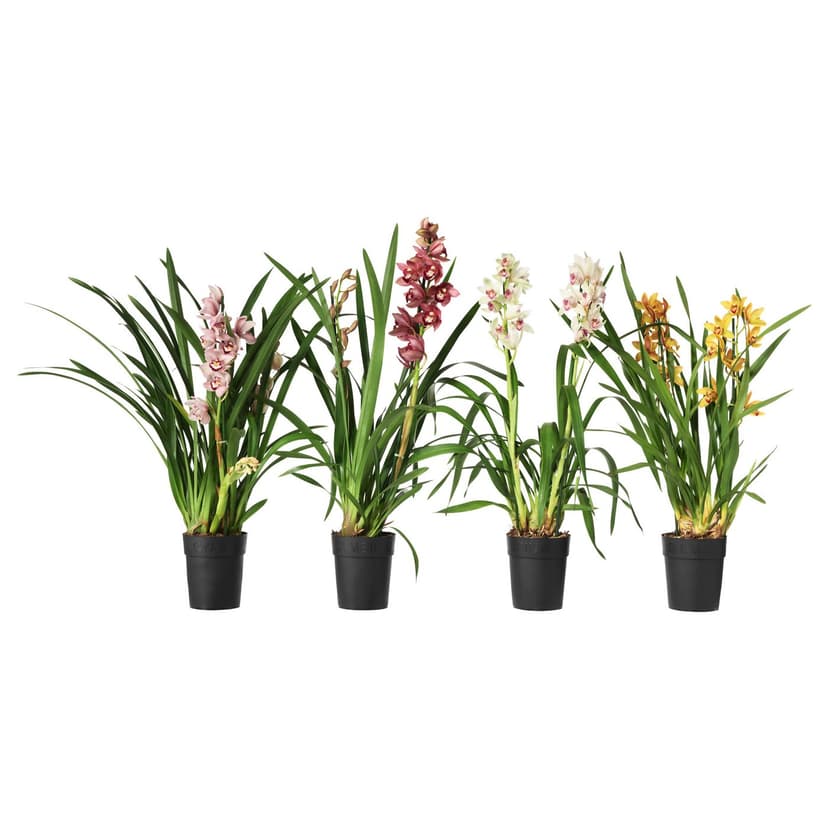 CYMBIDIUM — Roślina doniczkowa, Orchidea różne kolory,