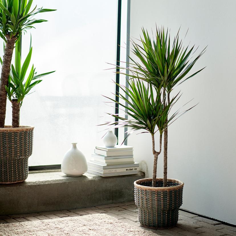 DRACAENA MARGINATA — растение в горшке, 19 см