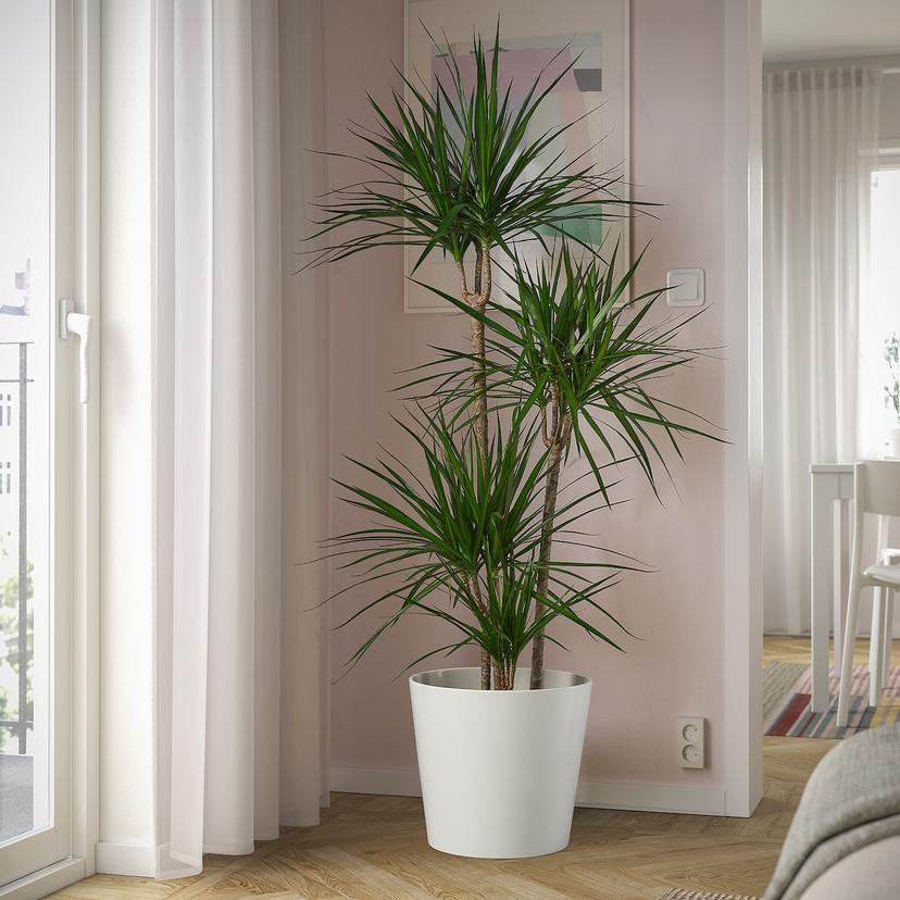 DRACAENA MARGINATA — растение в горшке