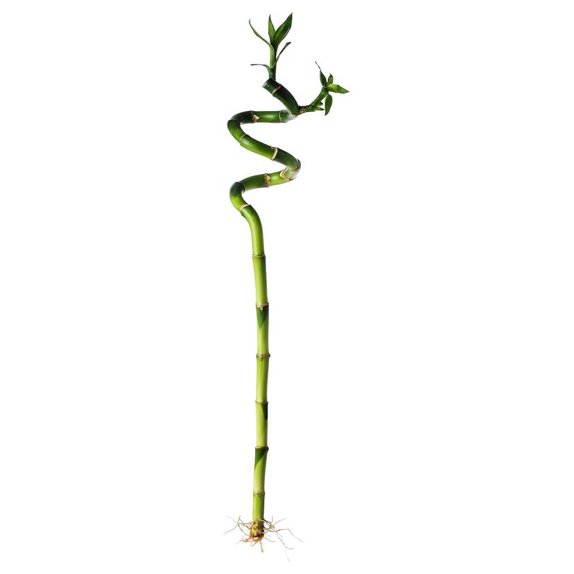 DRACAENA — растение, Драцена Сандера/спираль, 45 см