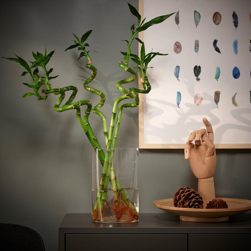 DRACAENA — растение, Драцена Сандера/спираль, 45 см