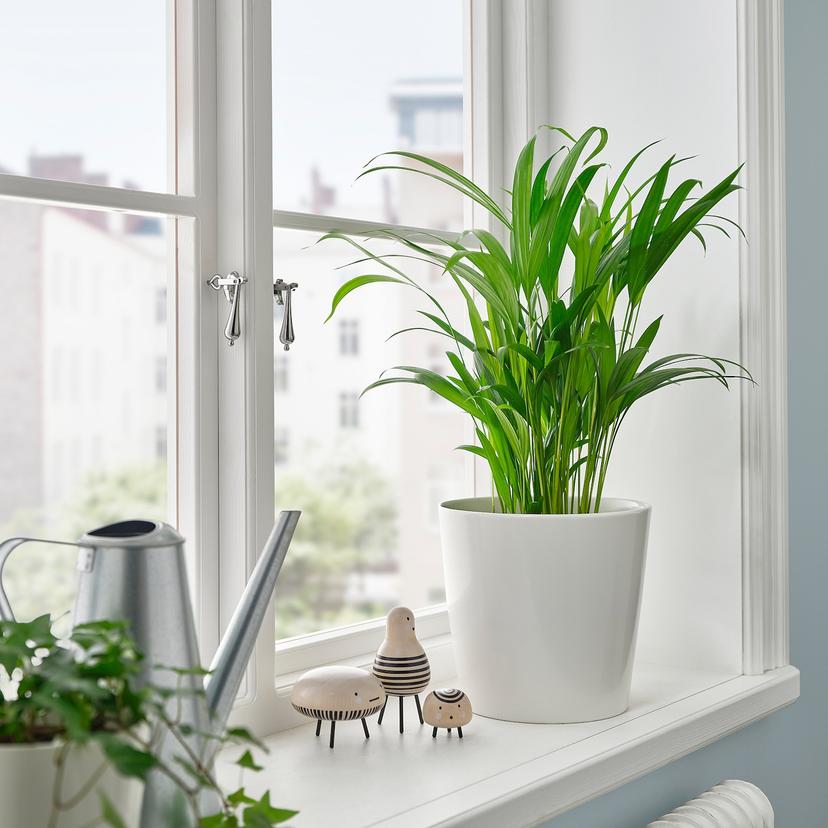 DYPSIS LUTESCENS — растение в горшке, Хризалидокарпус желтоватый, 17 см