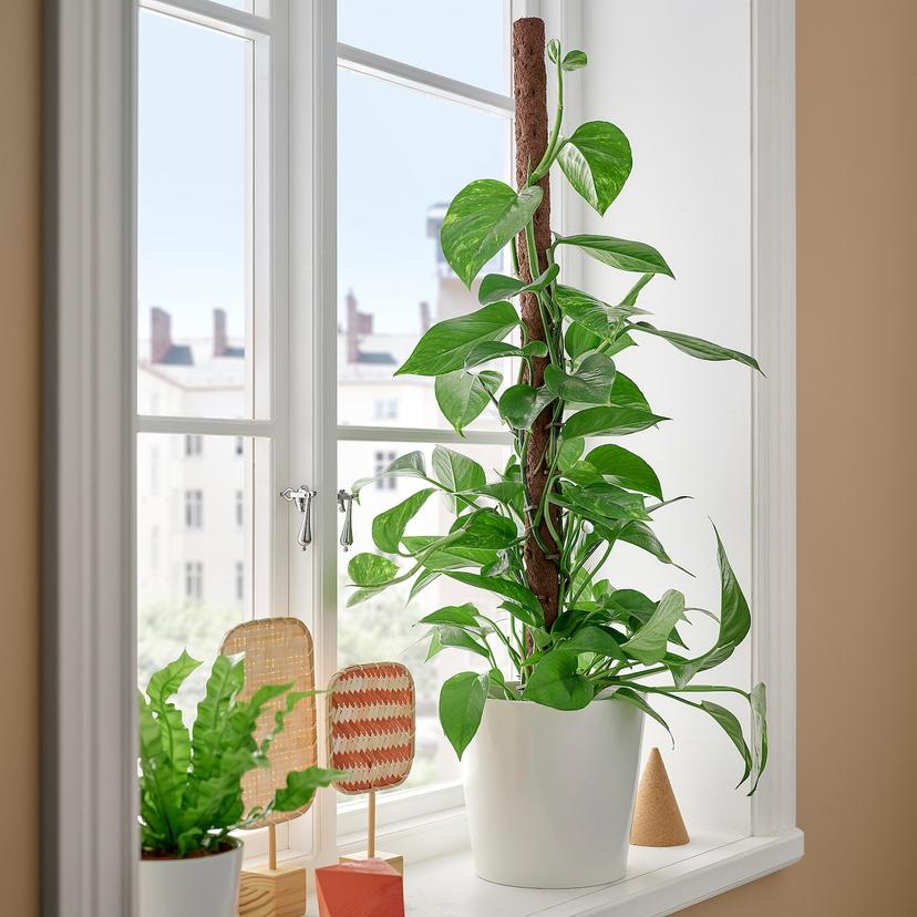 EPIPREMNUM — растение в горшке