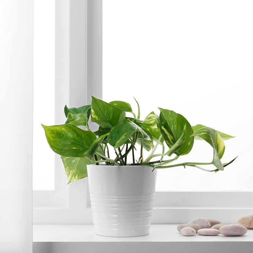 EPIPREMNUM — Комнатное растение , 12 см