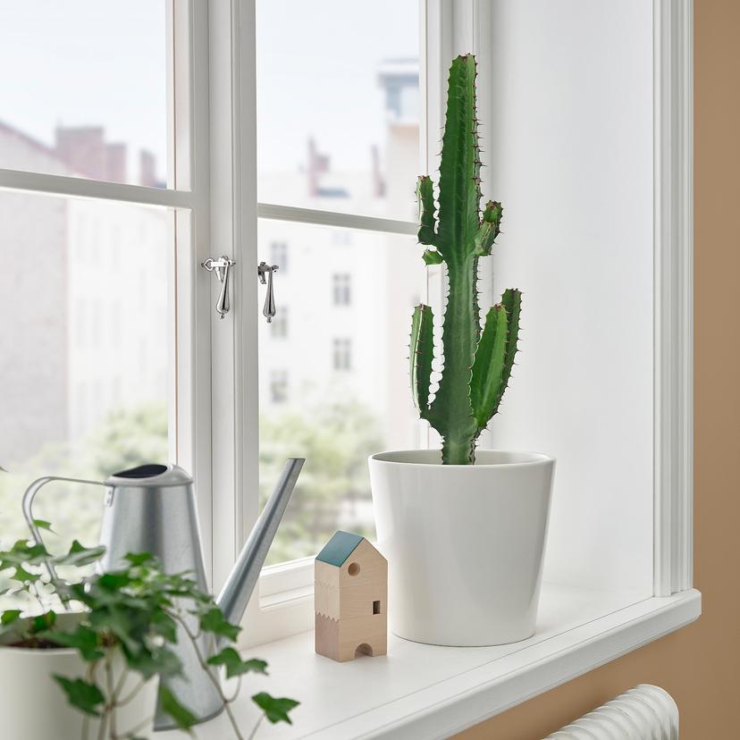 EUPHORBIA ACRURENSIS — Комнатное растение , 17 см