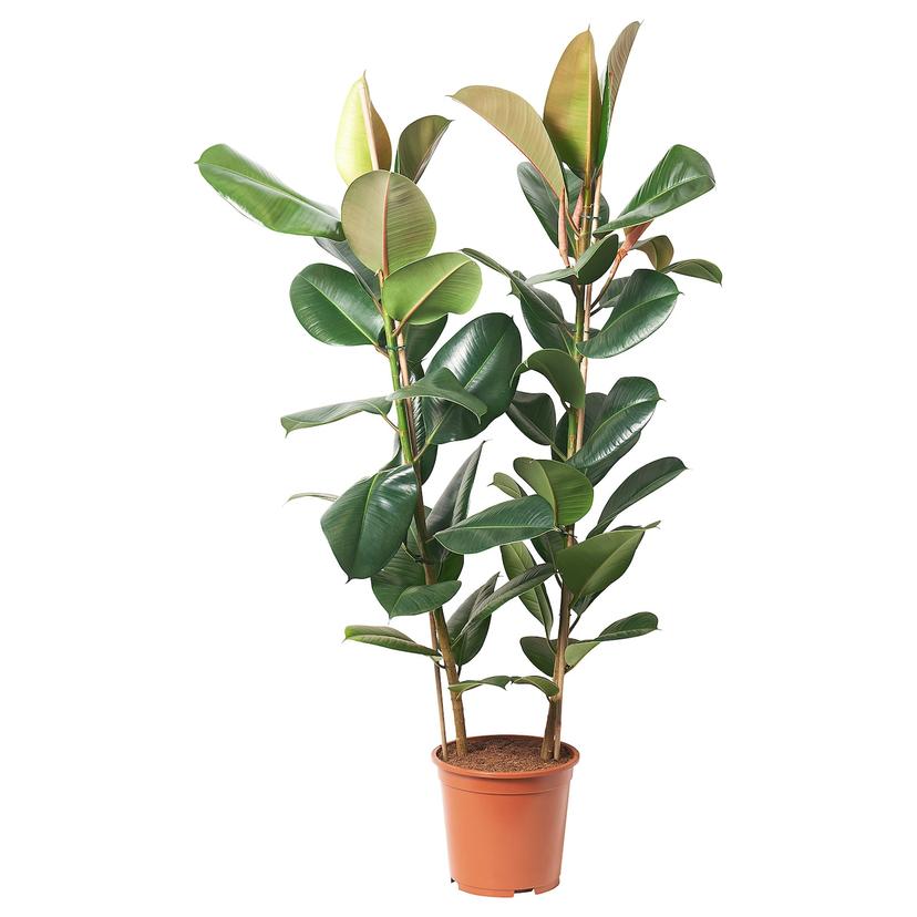 FICUS ELASTICA ROBUSTA — растение в горшке, Фикус каучуконосный, 27 см